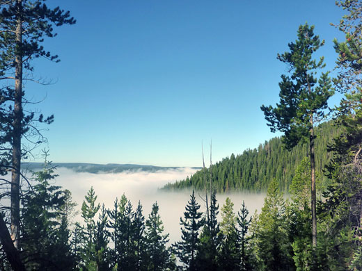 Gap in the forest