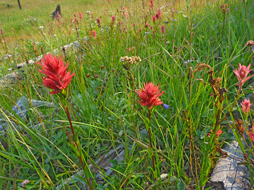 Red paintbrush flowers