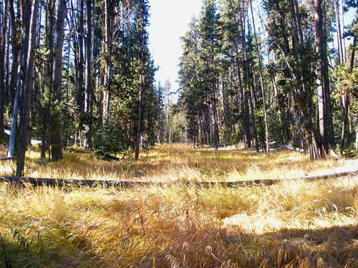 Meadow in the pine forest near Ribbon Lake