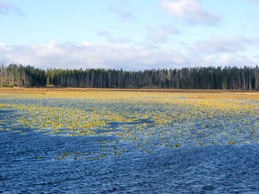 North edge of Riddle Lake