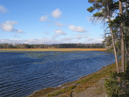 Trees along the shoreline of Riddle Lake