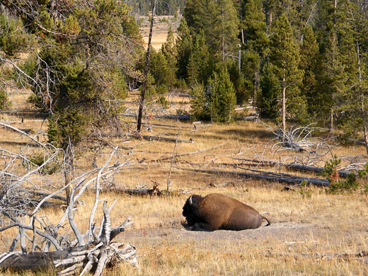 Bison along the path to Sentinel Meadows