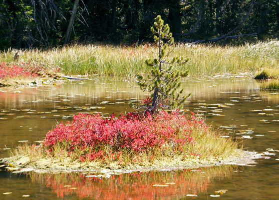 Tree in the pond