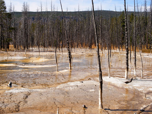 Dead trees near Solitary Geyser