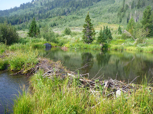 Beaver ponds beside Trapper Lake