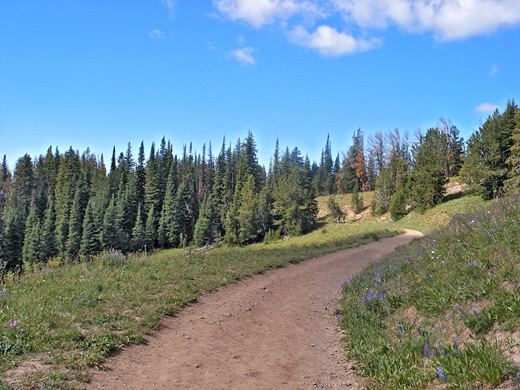 Trail past a meadow