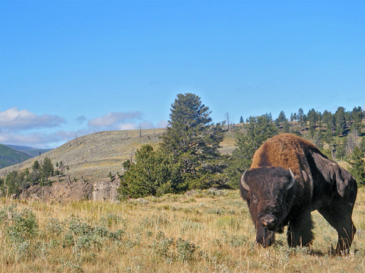 Large bison