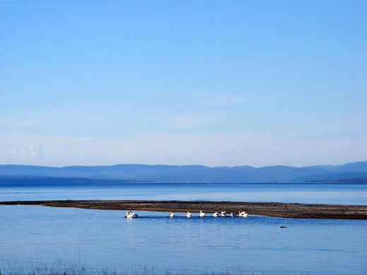 Pelicans