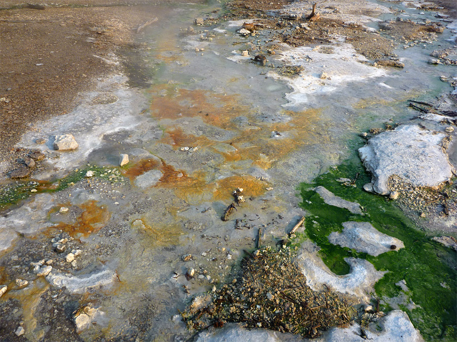 Green and orange algae