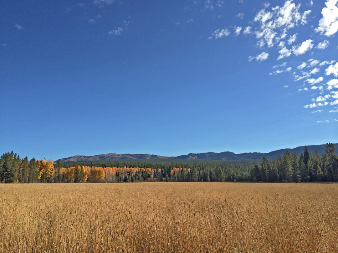 Tall grass