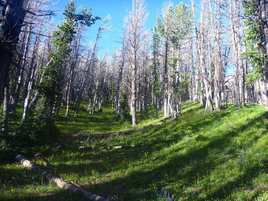 Grassy slope