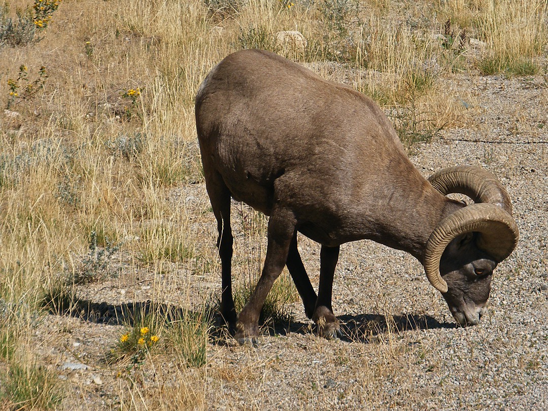 Bighorn sheep by the road