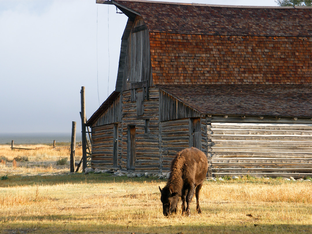 Bison at Mormon Row