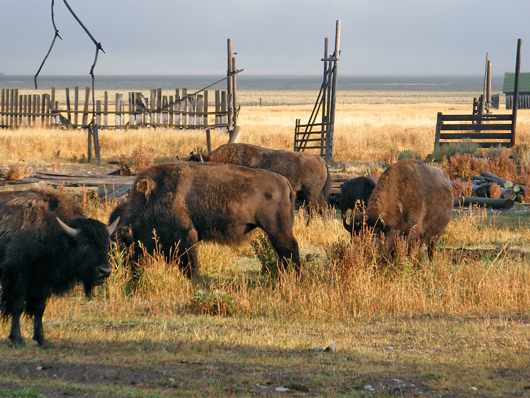 Herd of bison