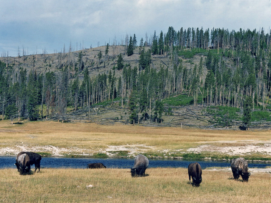 Bison at Fountain Flats