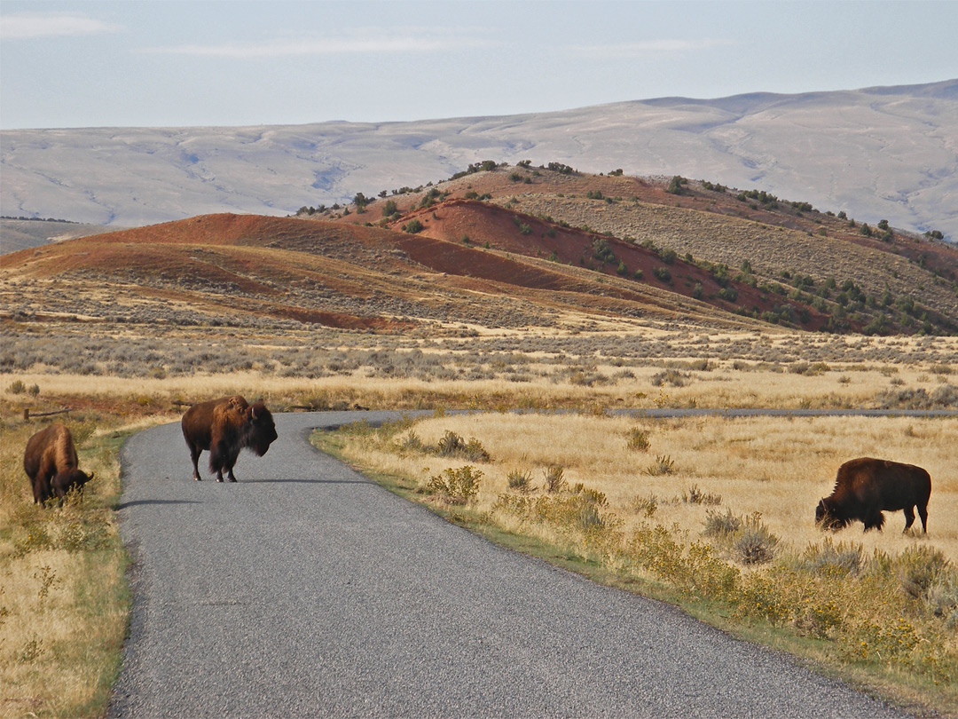 Bison