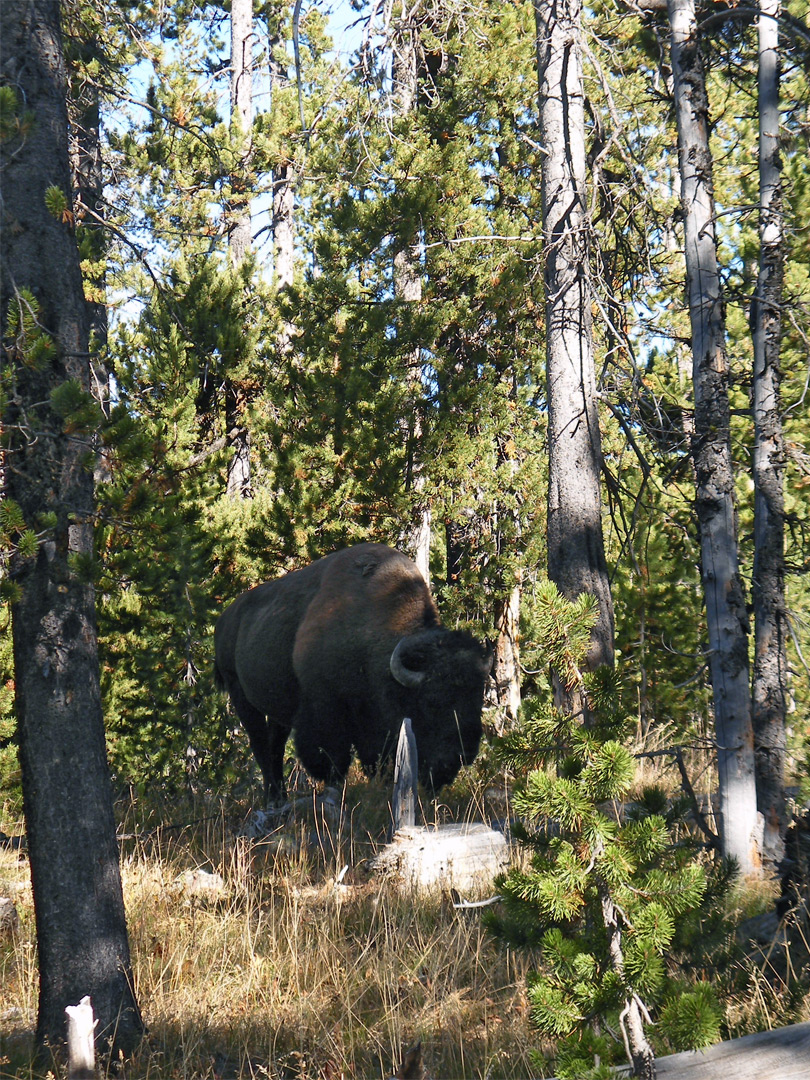 Bison in the woods