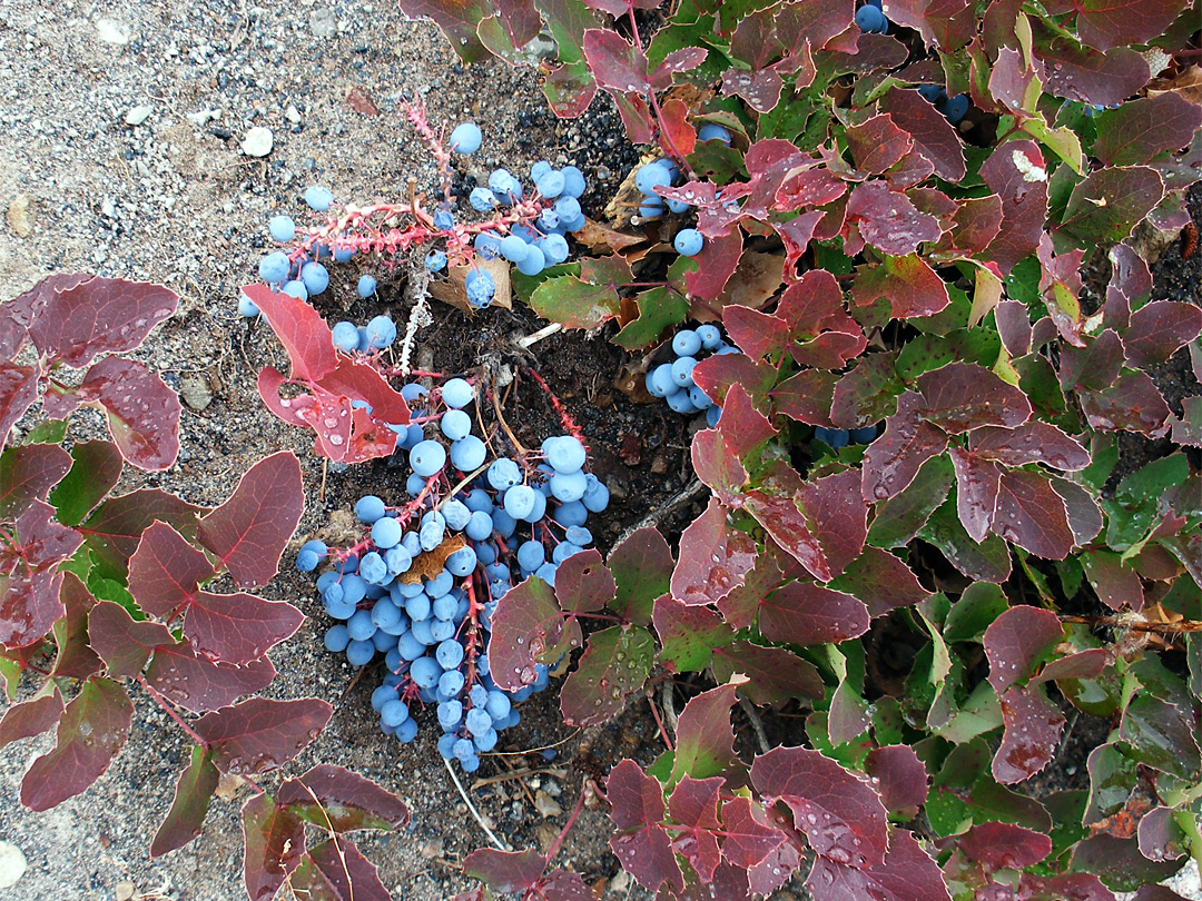 Blue berries