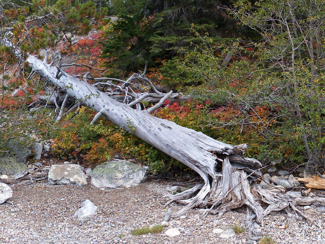 Dead tree