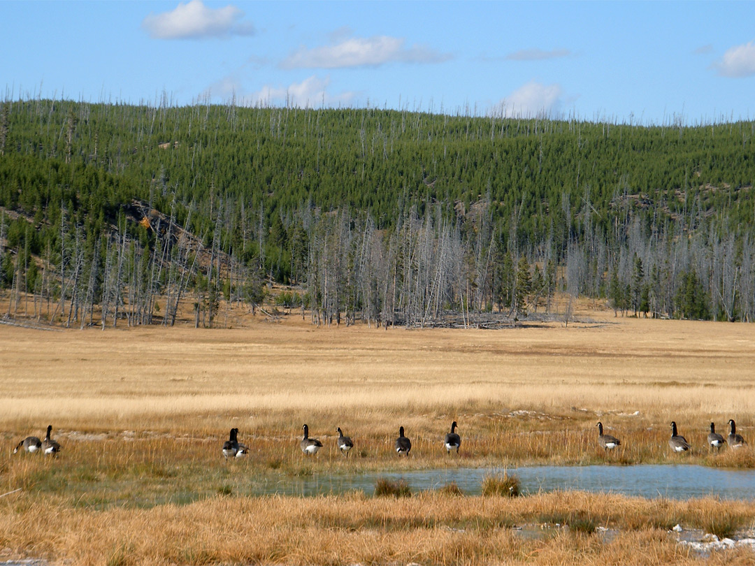 Canada geese