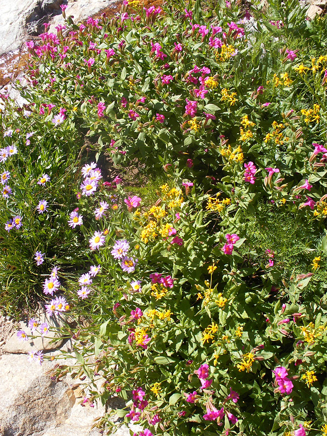 Pink and yellow flowers