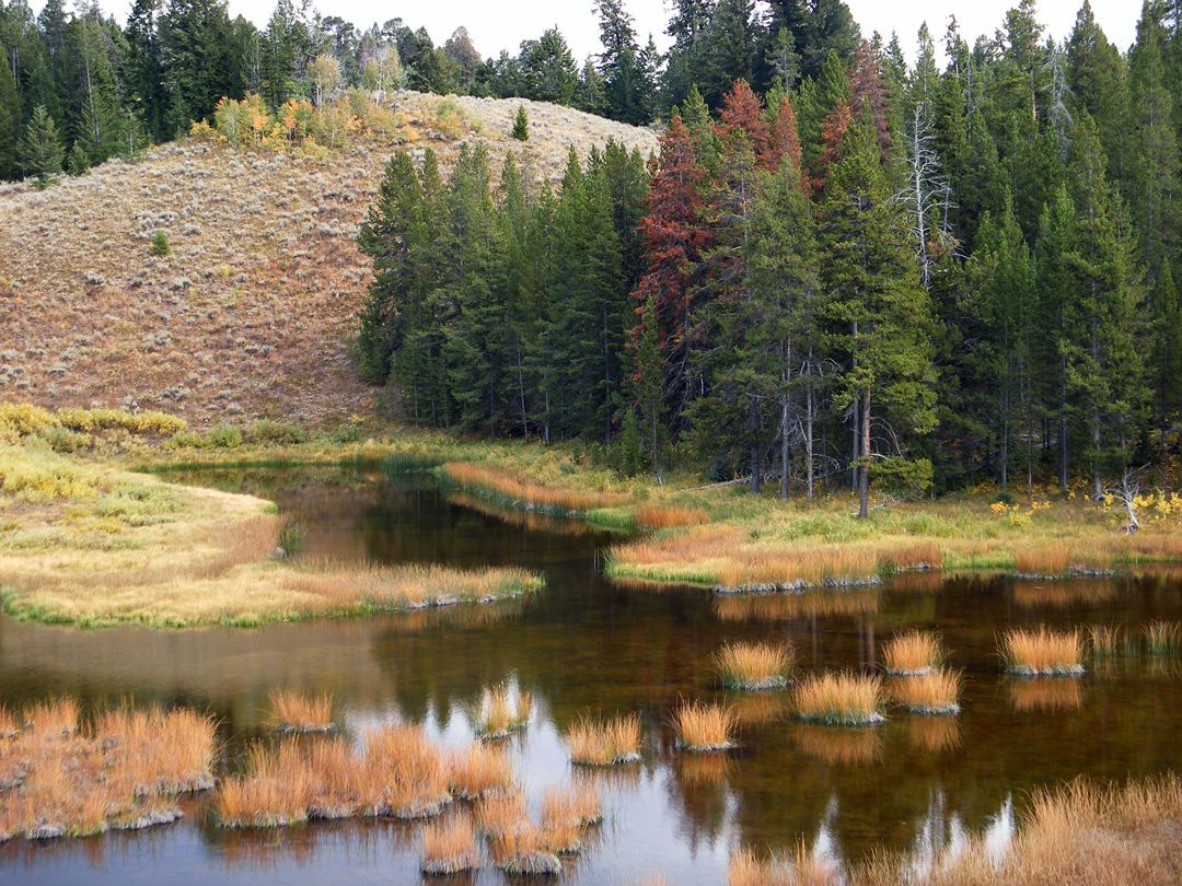 Grass on Christian Pond