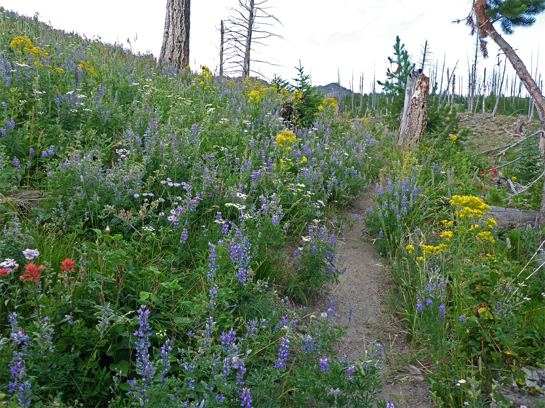 Wildflowers