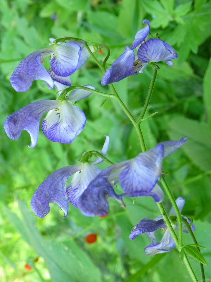 Columbian monkshood