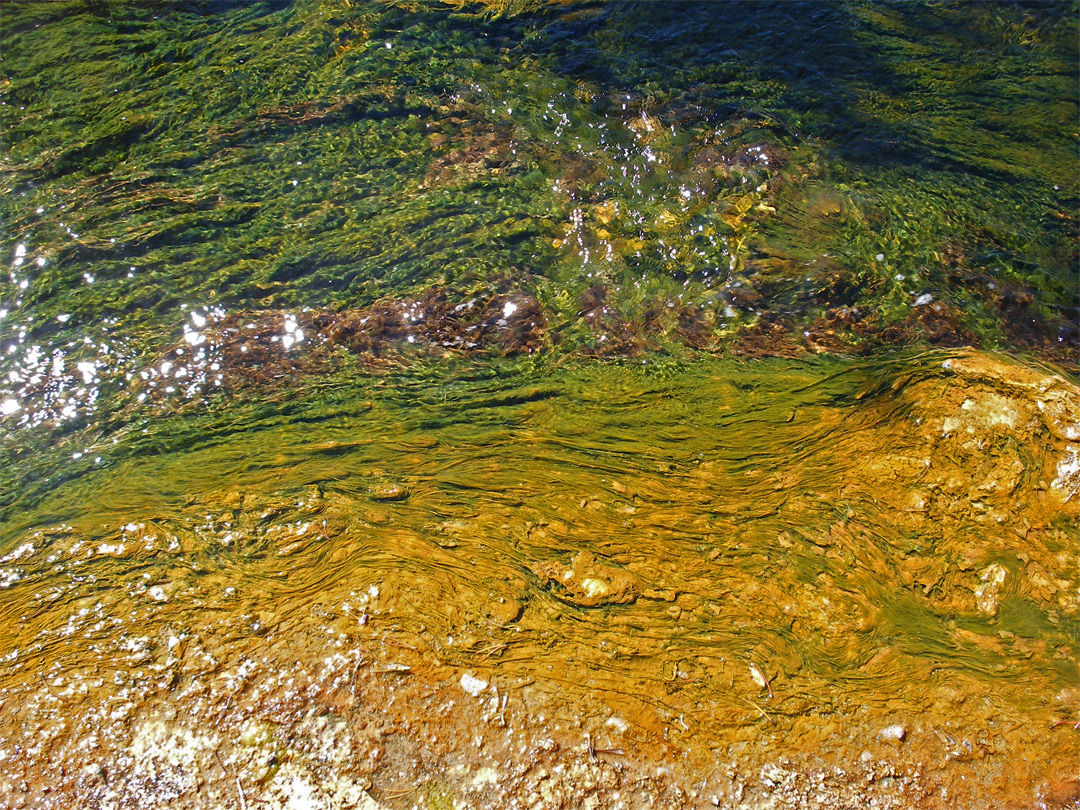 Green and yellow cyanobacteria