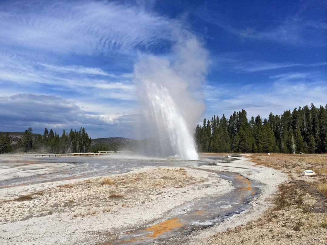 Daisy Geyser