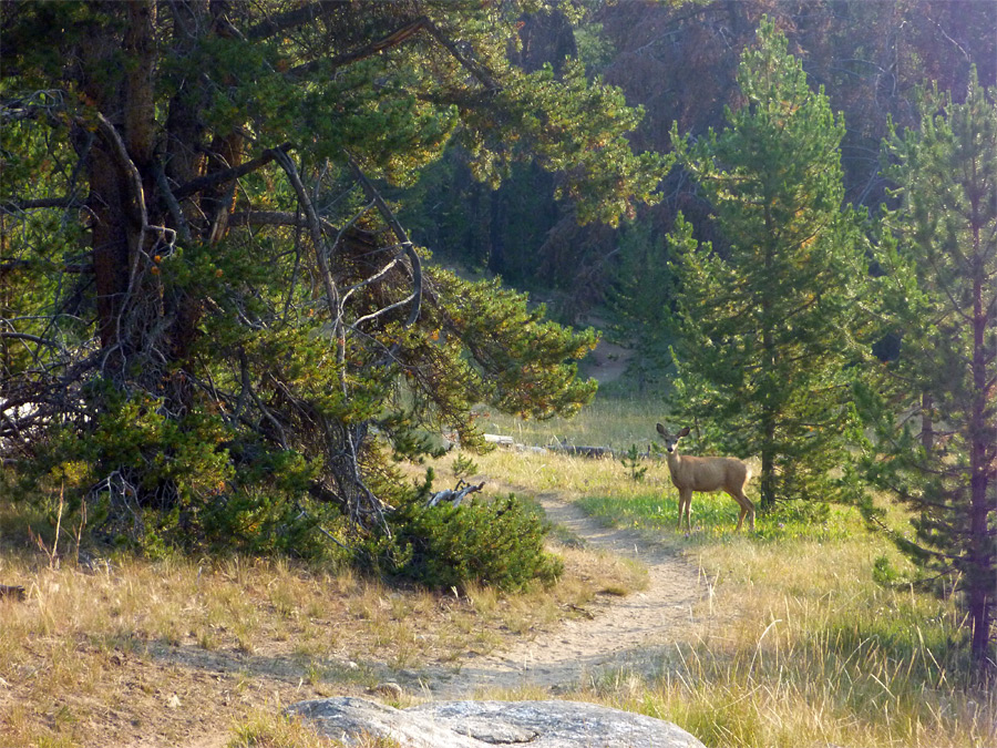 Deer along the trail