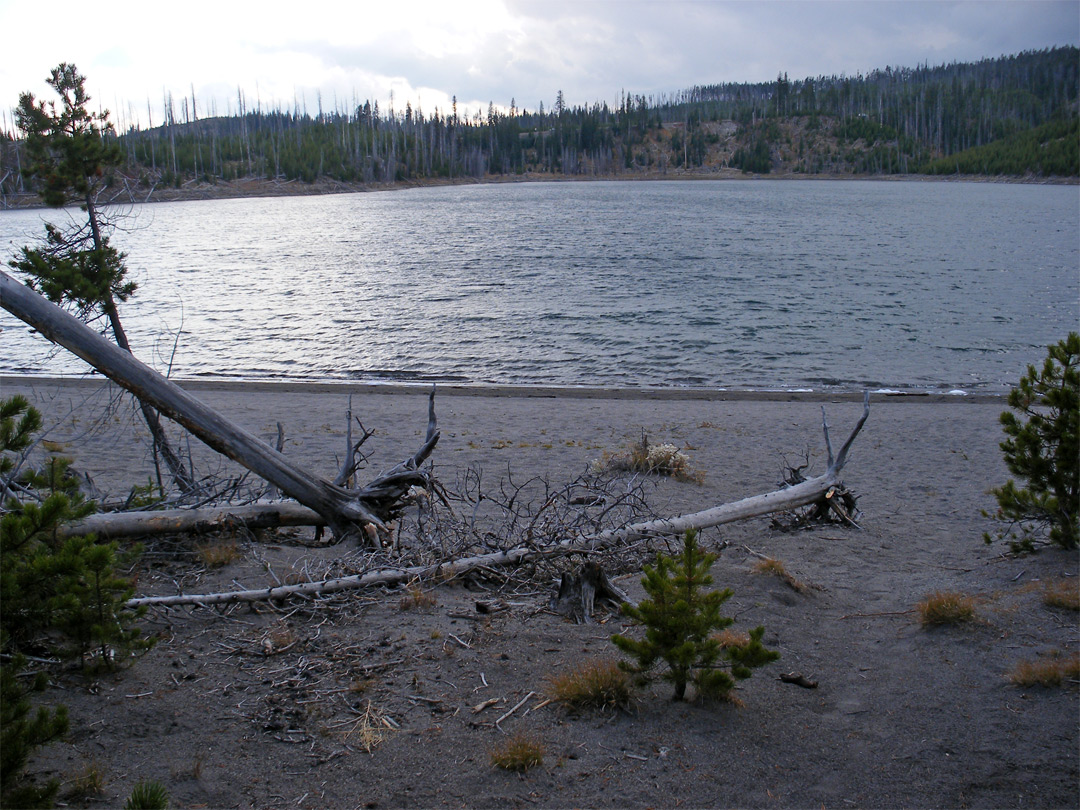 Tree trunks on the beach