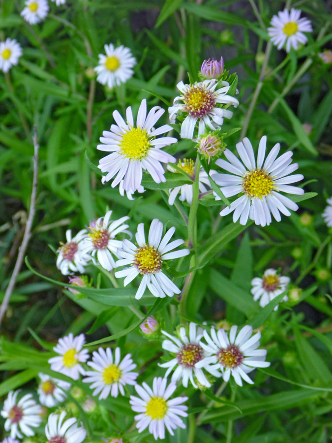 Eaton's aster