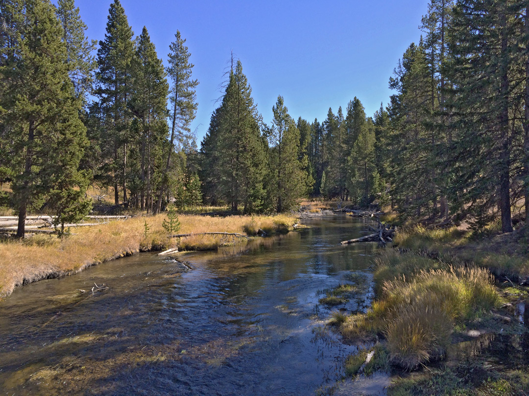 Woodland beside the Firehole River