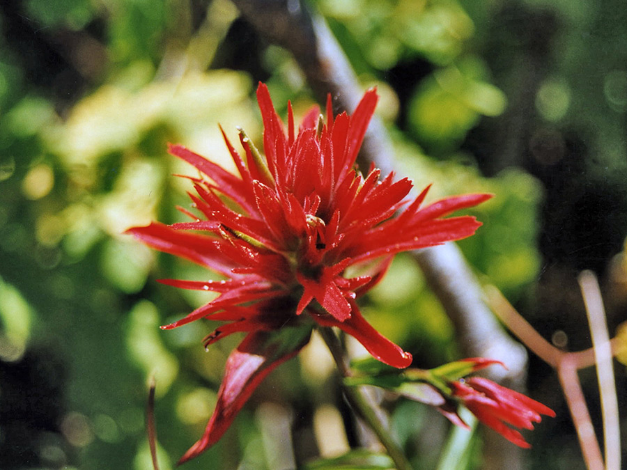 Giant red paintbrush