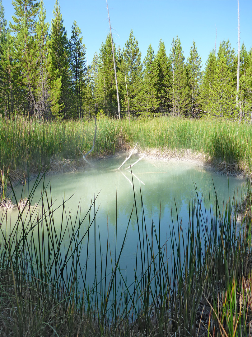 Pool and reeds