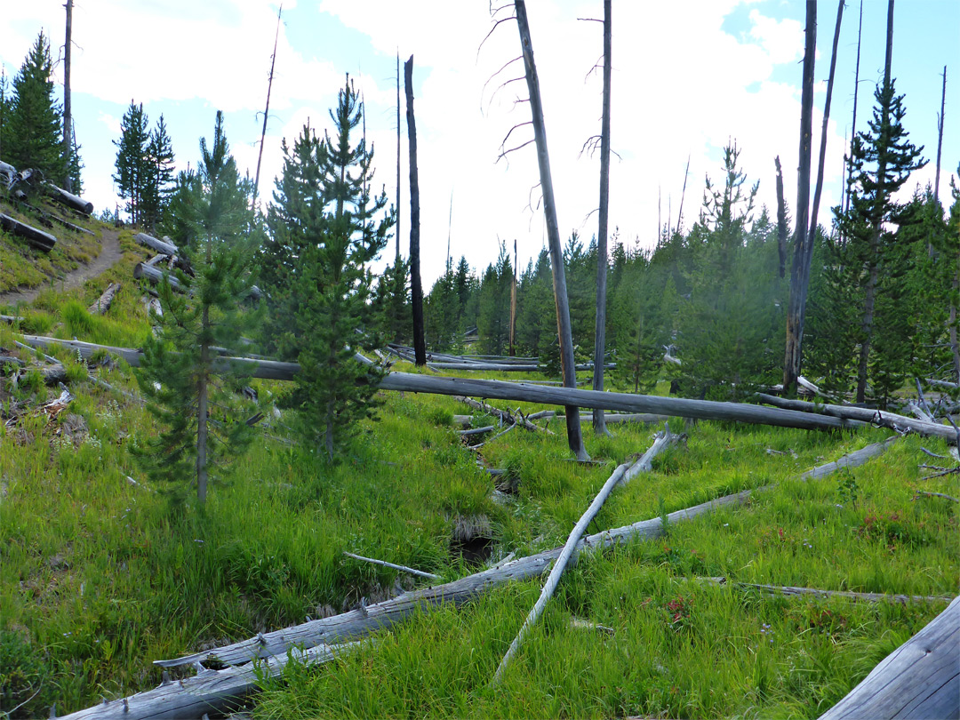 Tributary stream