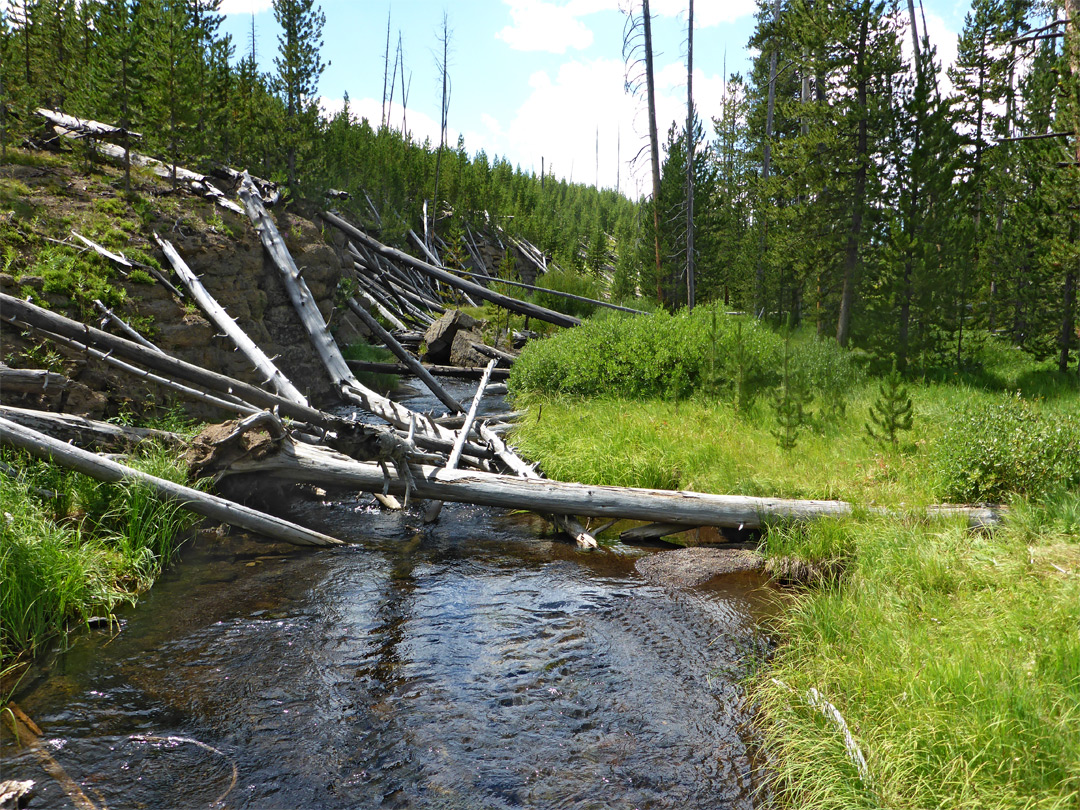 Fallen trees