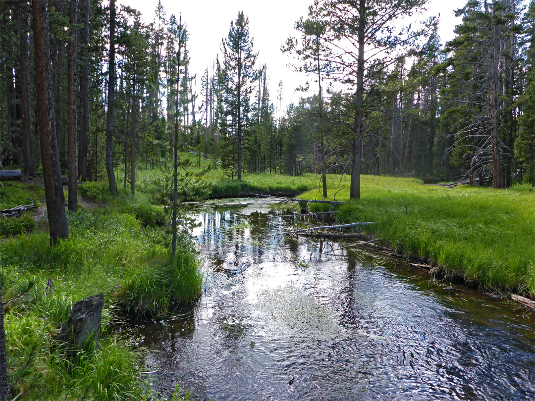 Grass beside the river