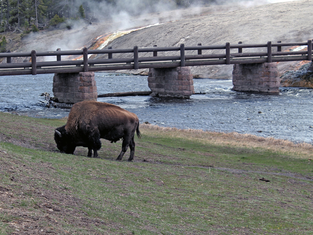 Bison