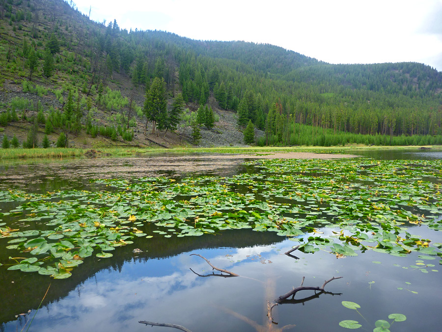 Water lilies