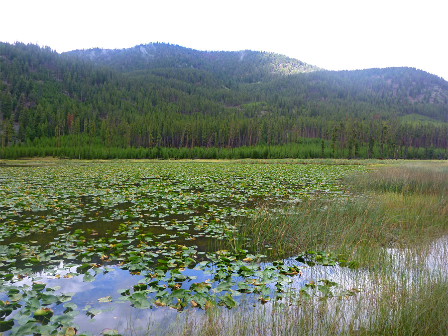 Edge of the lake