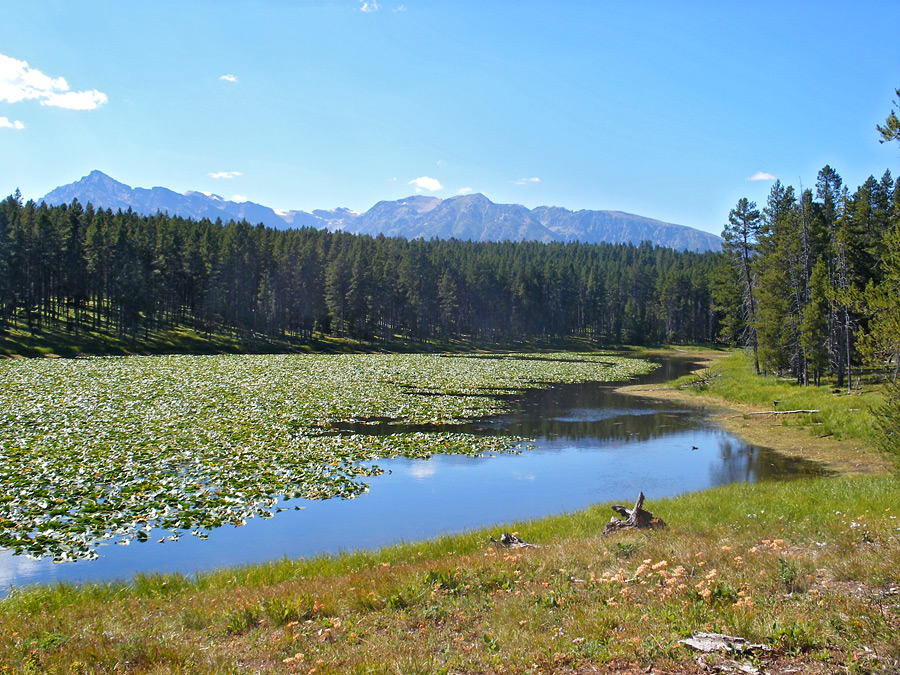 North end of Heron Pond