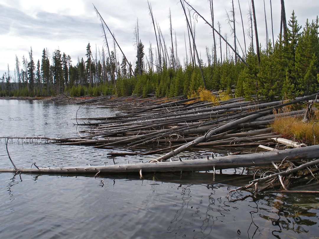 Fallen pine trunks