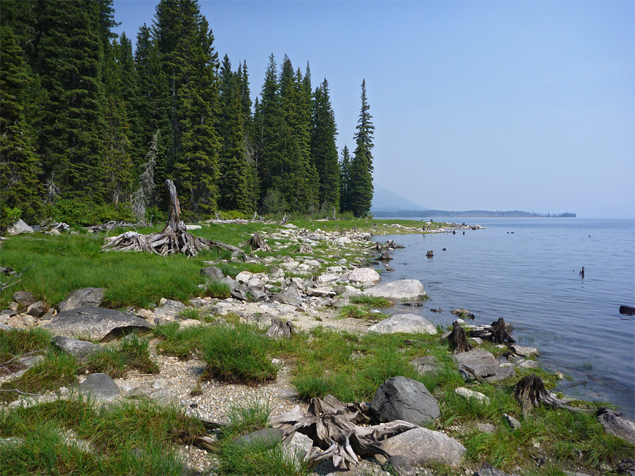 Shoreline of Jackson Lake