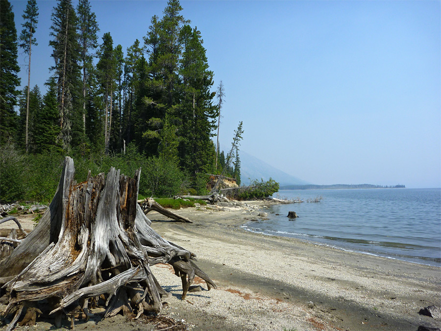 Trees by Jackson Lake