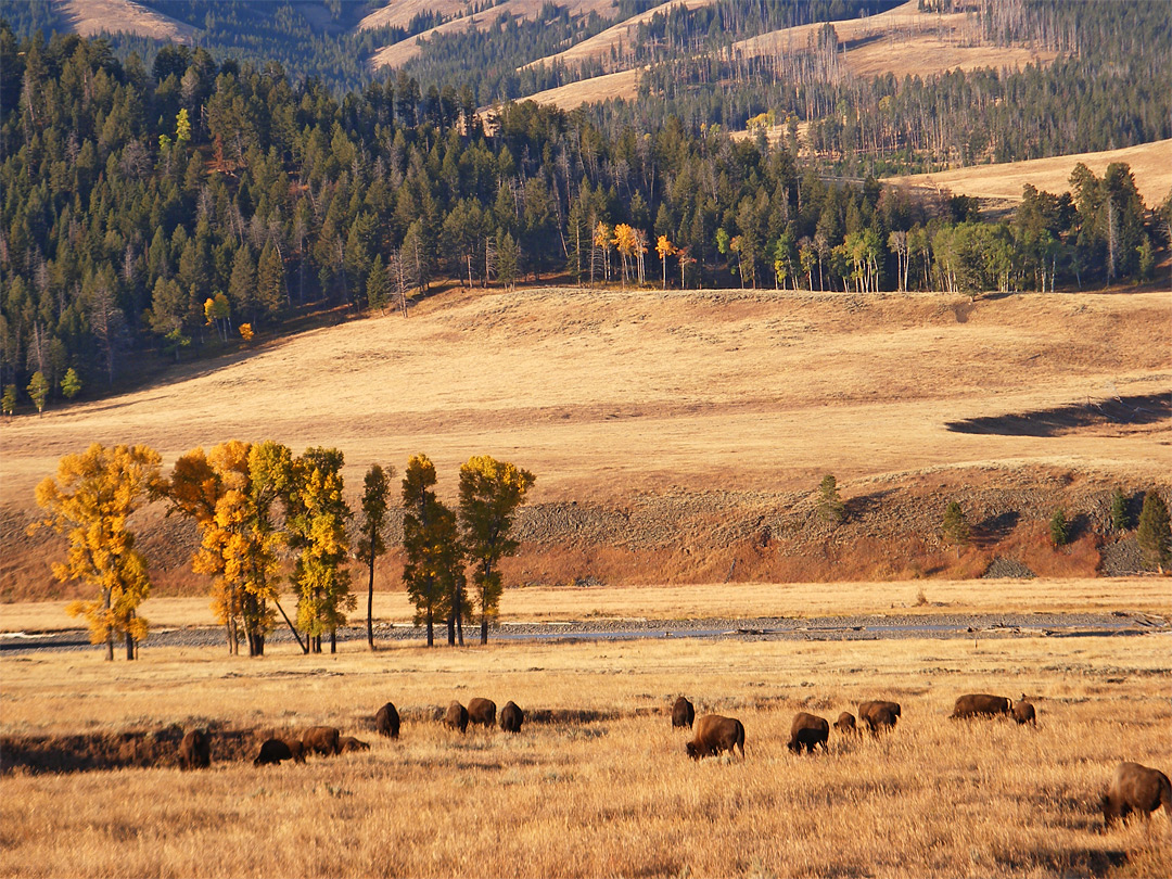 Bison in Lamar Valley