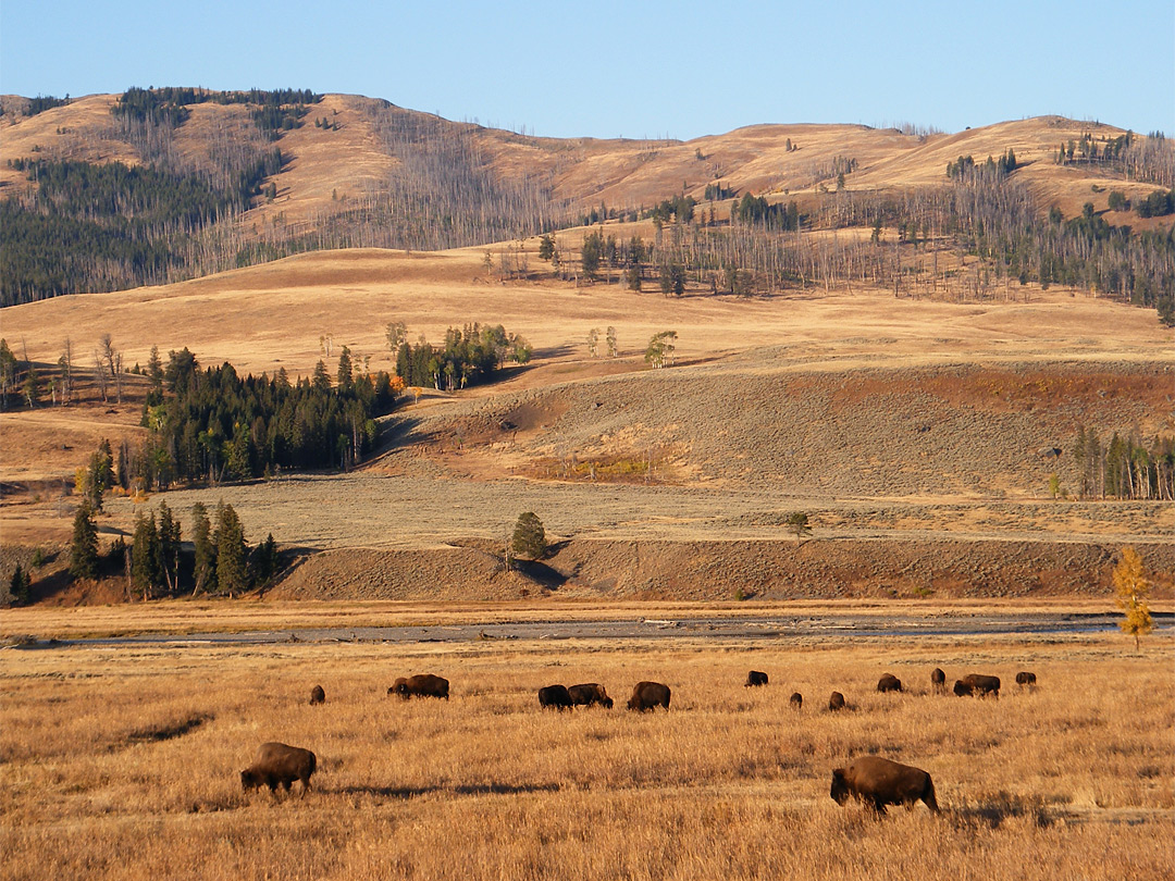 Lamar Valley