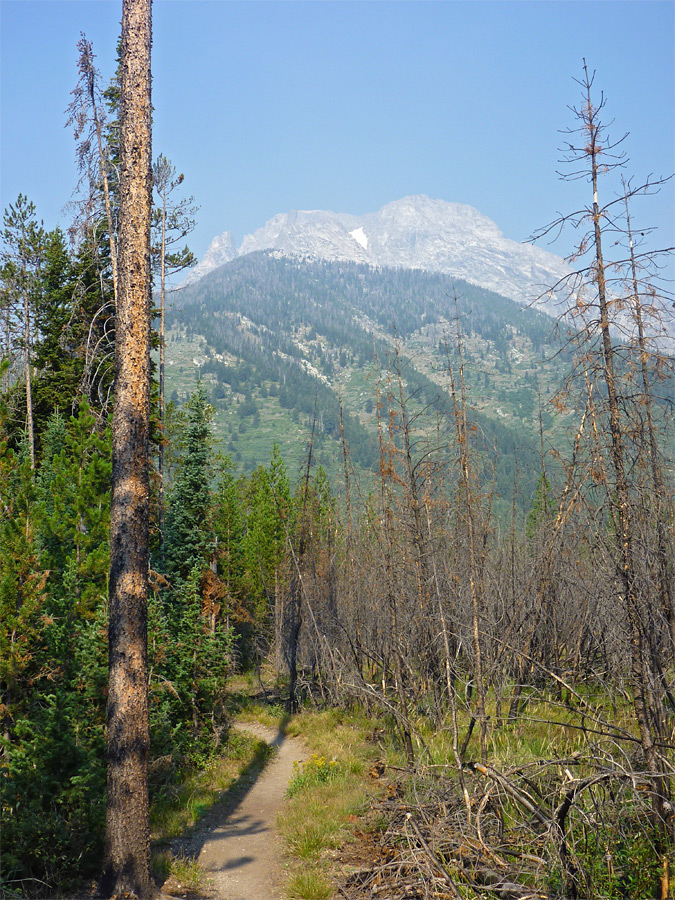 Path north of Leigh Lake