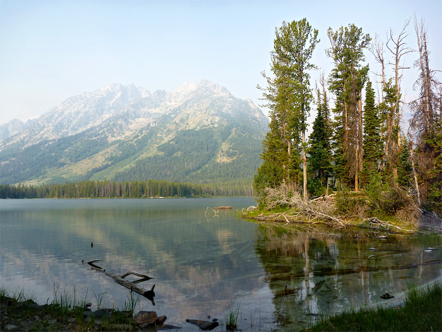 Trees by Leigh Lake